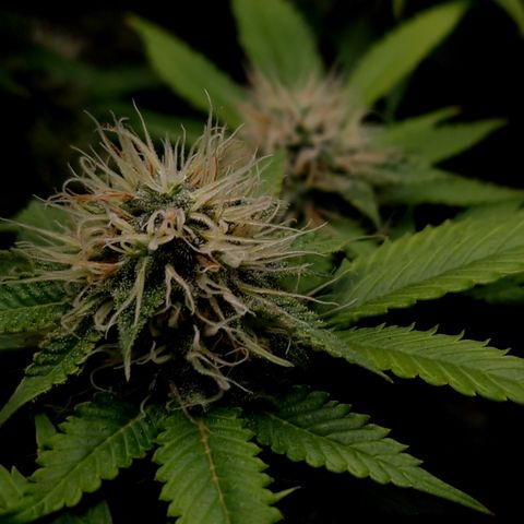 "BigMama" Critical #1 growlog timeline photo