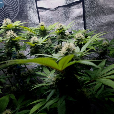 "BigMama" Critical #1 growlog photo: 😍
