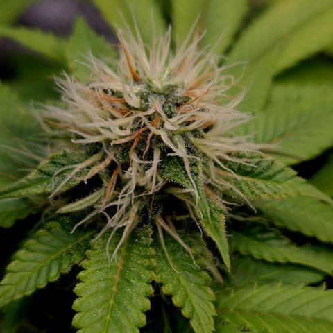"BigMama" Critical #1 growlog timeline photo
