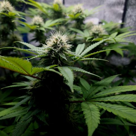 "BigMama" Critical #1 growlog photo: 😍