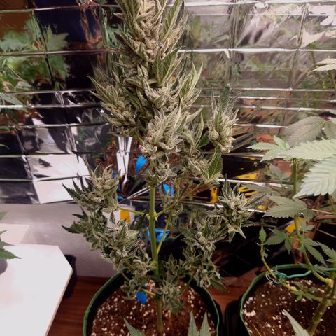 Royal Creamatic growlog photo: Cremig 😍
