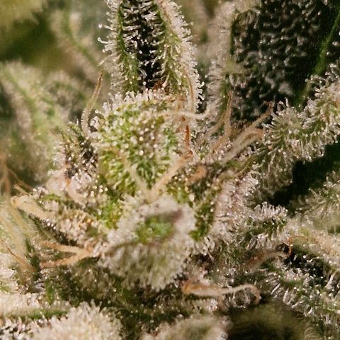 Royal Creamatic growlog photo: Cremig 😍
