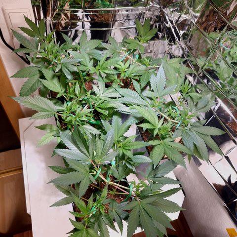 Critical "BigMama" #5 growlog timeline photo
