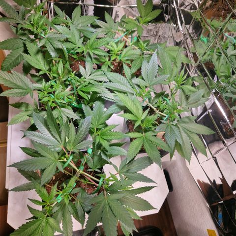 Critical "BigMama" #5 growlog timeline photo