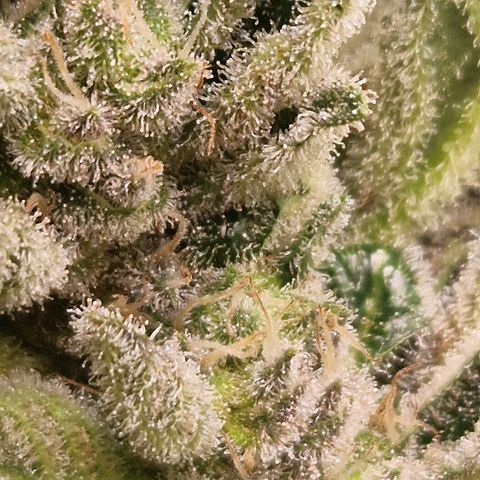 Royal Creamatic growlog photo: Cremig 😍