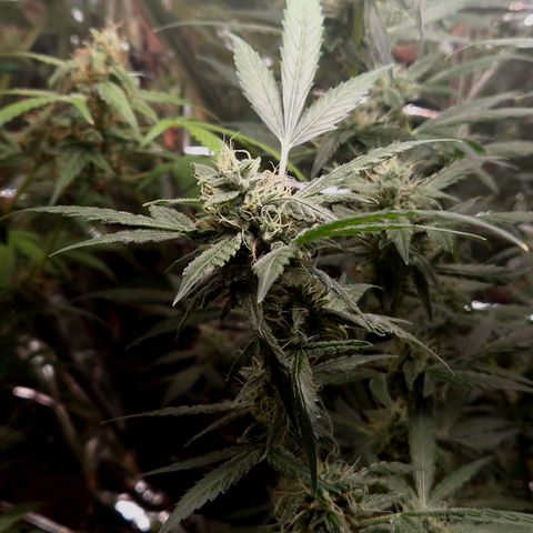Royal Cheese Automatik #2 growlog timeline photo