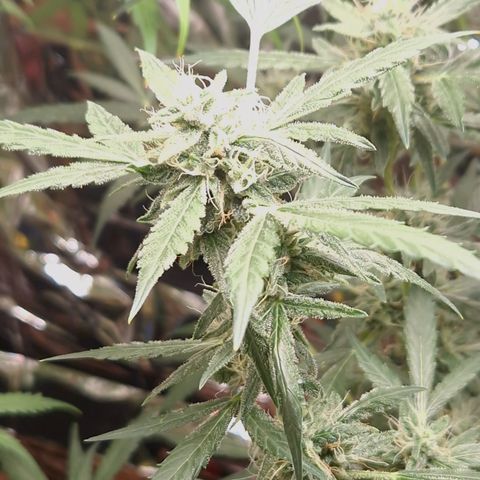 Royal Cheese Automatik #2 growlog timeline photo