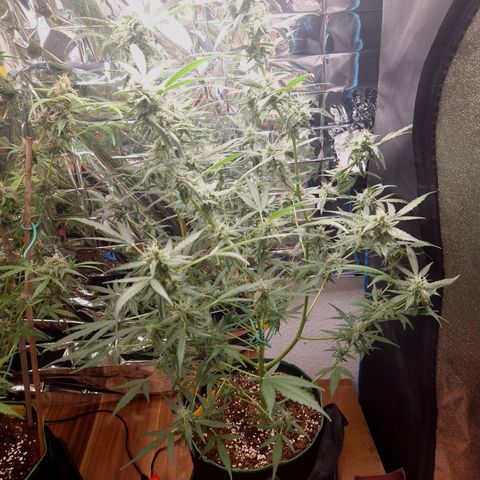 Royal Cheese Automatik #2 growlog timeline photo