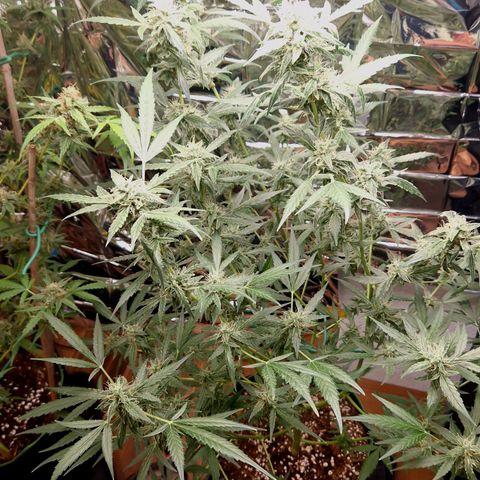 Royal Cheese Automatik #2 growlog timeline photo