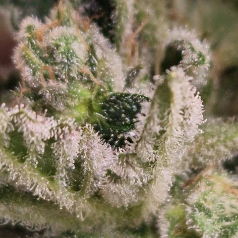 Royal Creamatic growlog photo: Cremig 😍