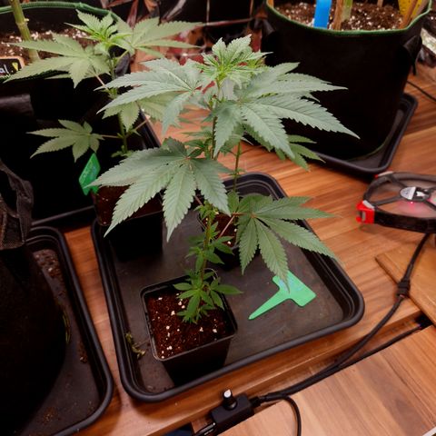Critical "BigMama" #5 growlog timeline photo