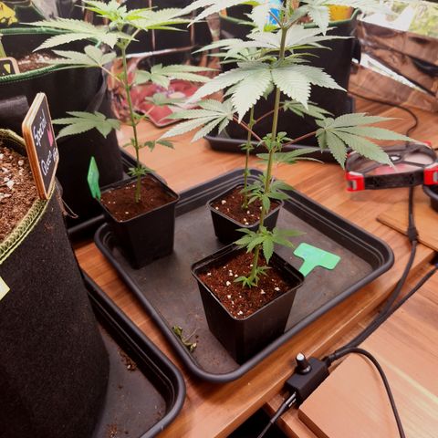 Critical "BigMama" #5 growlog timeline photo
