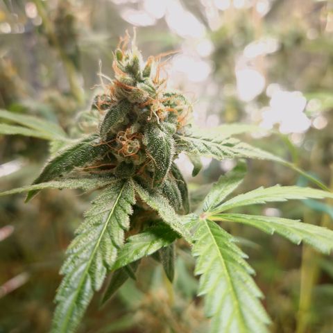 Royal Cheese Automatik #2 growlog timeline photo