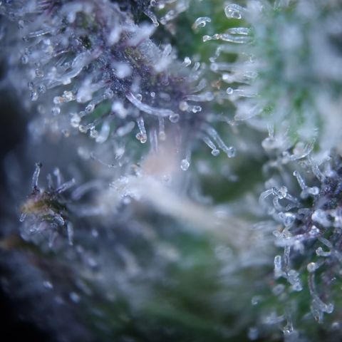 Royal Creamatic growlog timeline photo