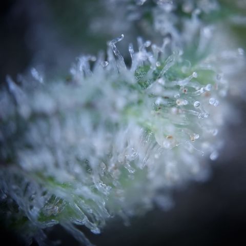Royal Creamatic growlog timeline photo
