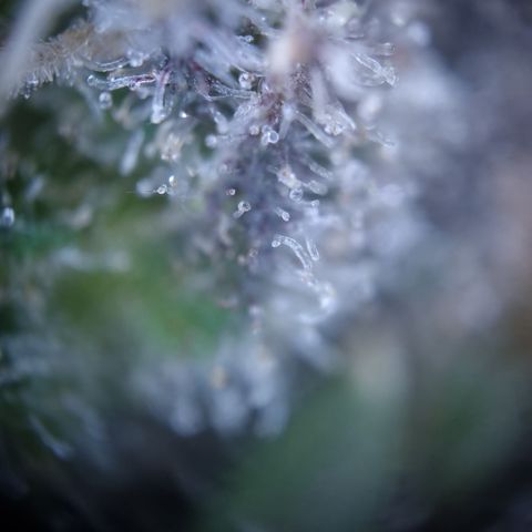 Royal Creamatic growlog timeline photo