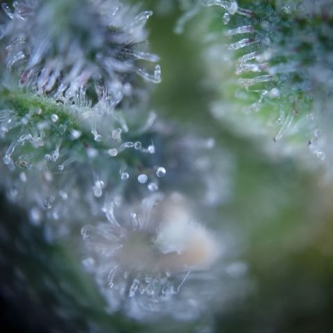 Royal Creamatic growlog timeline photo