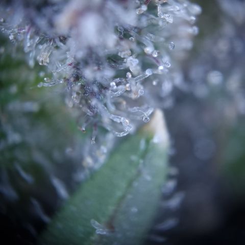 Royal Creamatic growlog timeline photo