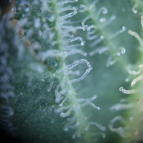 Royal Creamatic growlog timeline photo