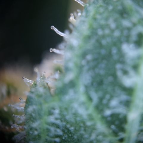 Royal Creamatic growlog timeline photo
