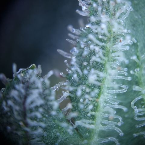 Royal Creamatic growlog timeline photo