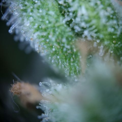 Royal Creamatic growlog timeline photo