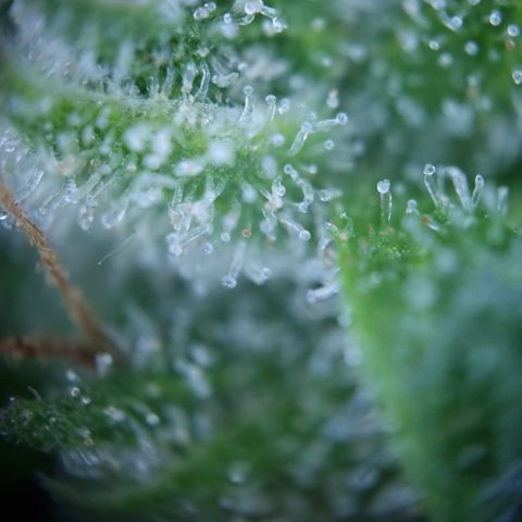 Royal Creamatic growlog timeline photo