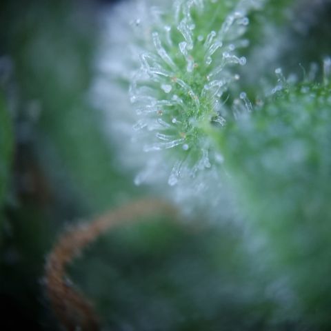 Royal Creamatic growlog timeline photo