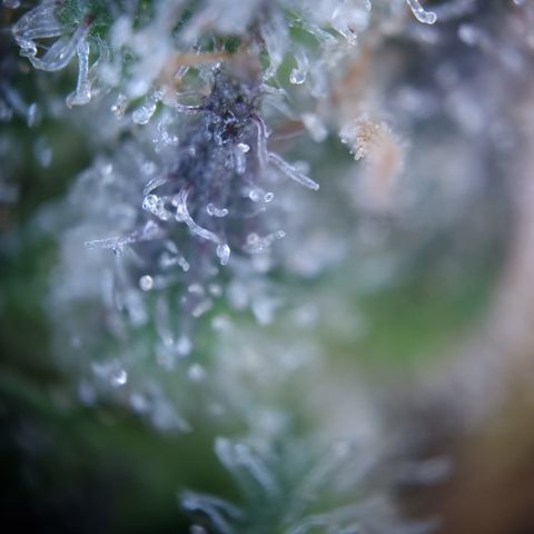 Royal Creamatic growlog timeline photo