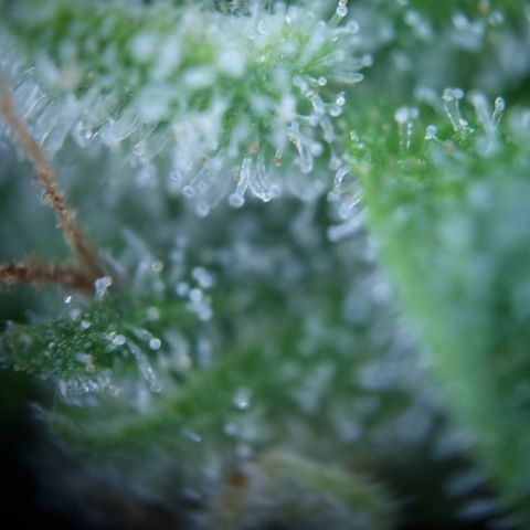 Royal Creamatic growlog timeline photo