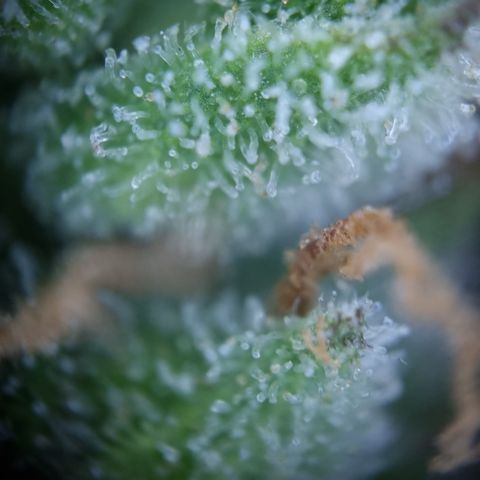 Royal Creamatic growlog timeline photo