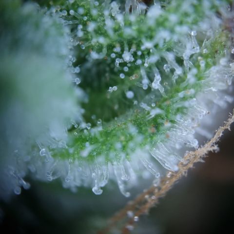 Royal Creamatic growlog timeline photo