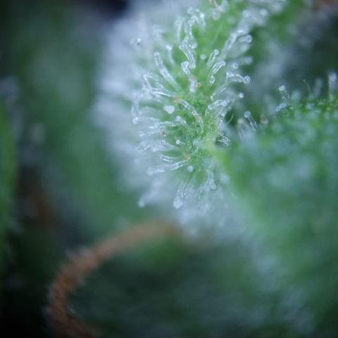 Royal Creamatic growlog timeline photo