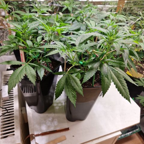 Critical "BigMama" #5 growlog timeline photo