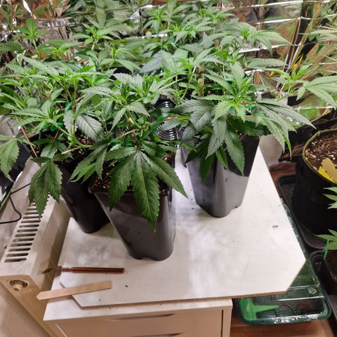 Critical "BigMama" #5 growlog timeline photo