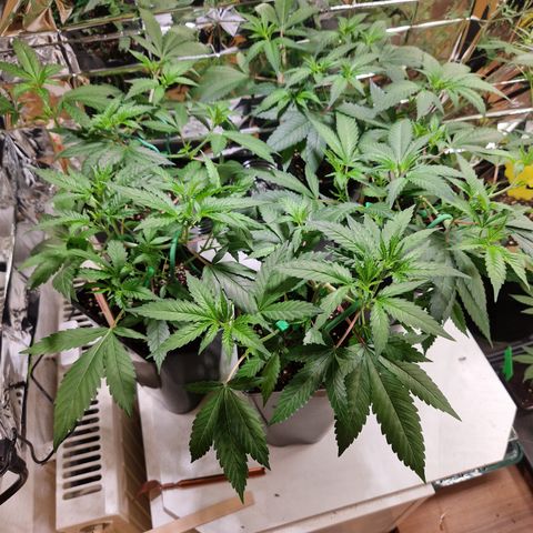 Critical "BigMama" #5 growlog timeline photo