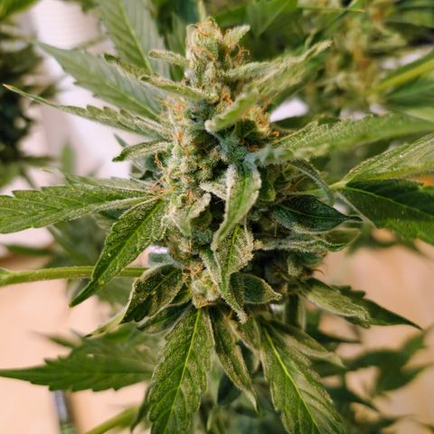 Royal Creamatic growlog timeline photo