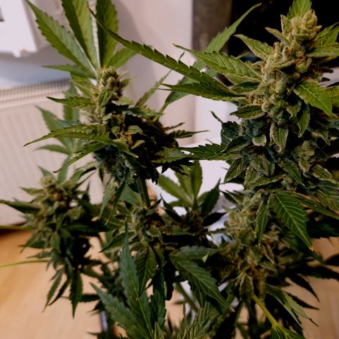 Royal Creamatic growlog timeline photo
