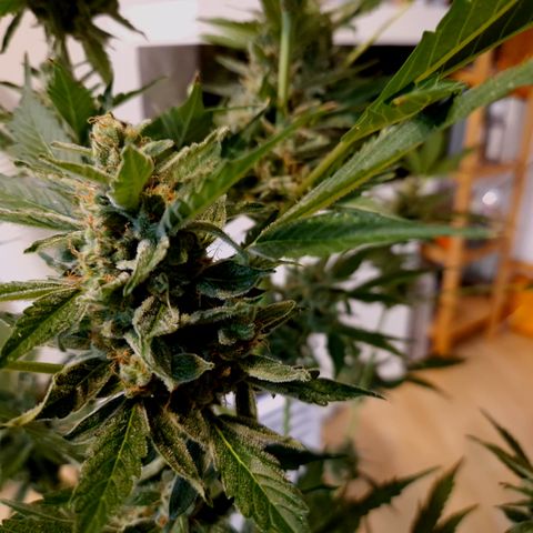 Royal Creamatic growlog timeline photo