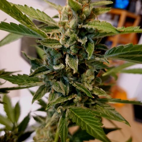 Royal Creamatic growlog timeline photo
