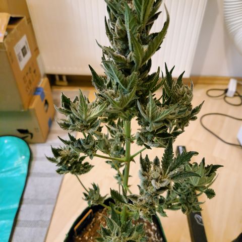Royal Creamatic growlog timeline photo