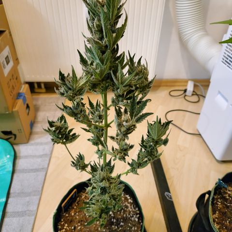 Royal Creamatic growlog timeline photo