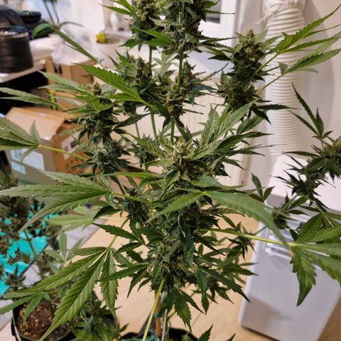 Royal Creamatic growlog timeline photo
