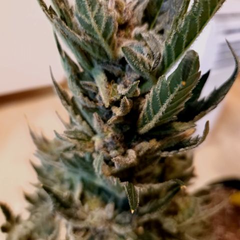 Royal Creamatic growlog timeline photo