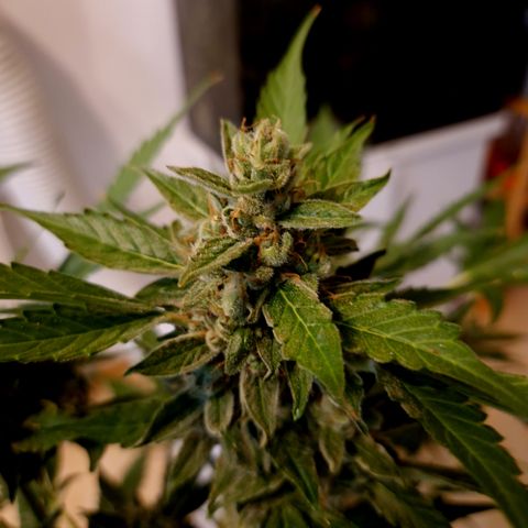 Royal Creamatic growlog timeline photo
