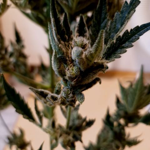 Royal Creamatic growlog timeline photo