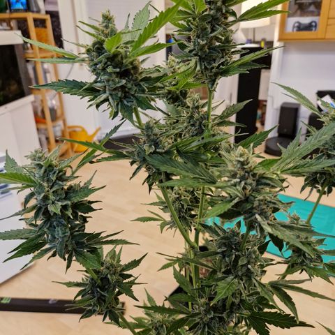Cookies Gelato Automatic growlog timeline photo