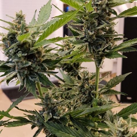 Cookies Gelato Automatic growlog timeline photo