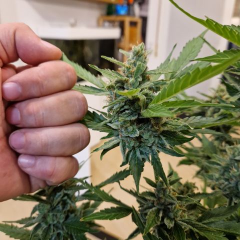 Cookies Gelato Automatic growlog timeline photo