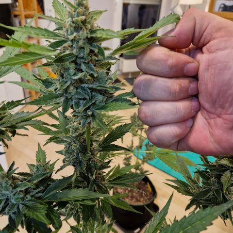 Cookies Gelato Automatic growlog timeline photo
